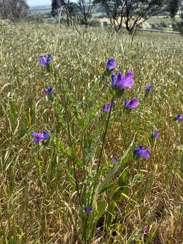 purple viper's-bugloss