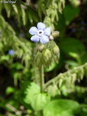 Brunnera orientalis