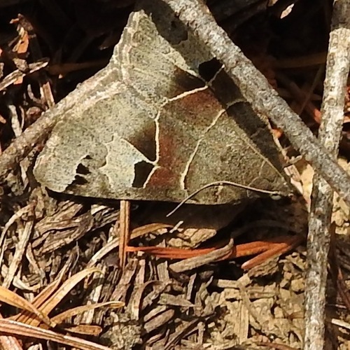 Drasteria edwardsii photo 4