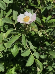 Rosa tomentosa