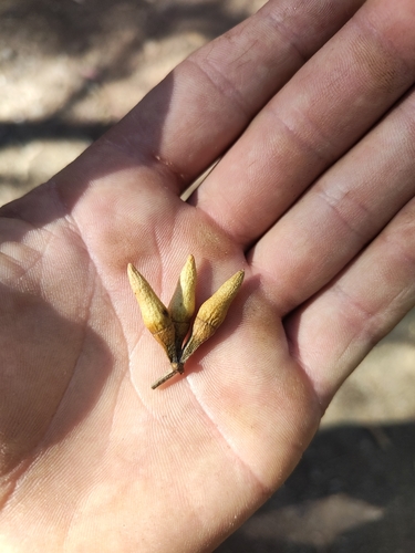 Eucalyptus resinifera observed 2026-09-27