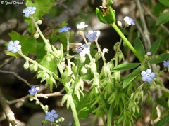 Brunnera orientalis