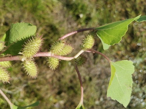 Xanthium strumarium