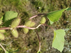 Xanthium strumarium