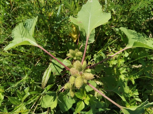 Xanthium strumarium, photograph 1