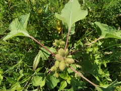Xanthium strumarium, photograph (c) Cheryl Stinchcomb, some rights reserved (CC BY)