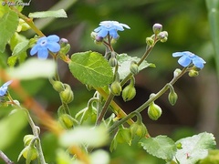 Brunnera orientalis