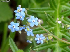 Brunnera orientalis