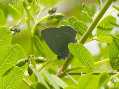 Callophrys herculeana