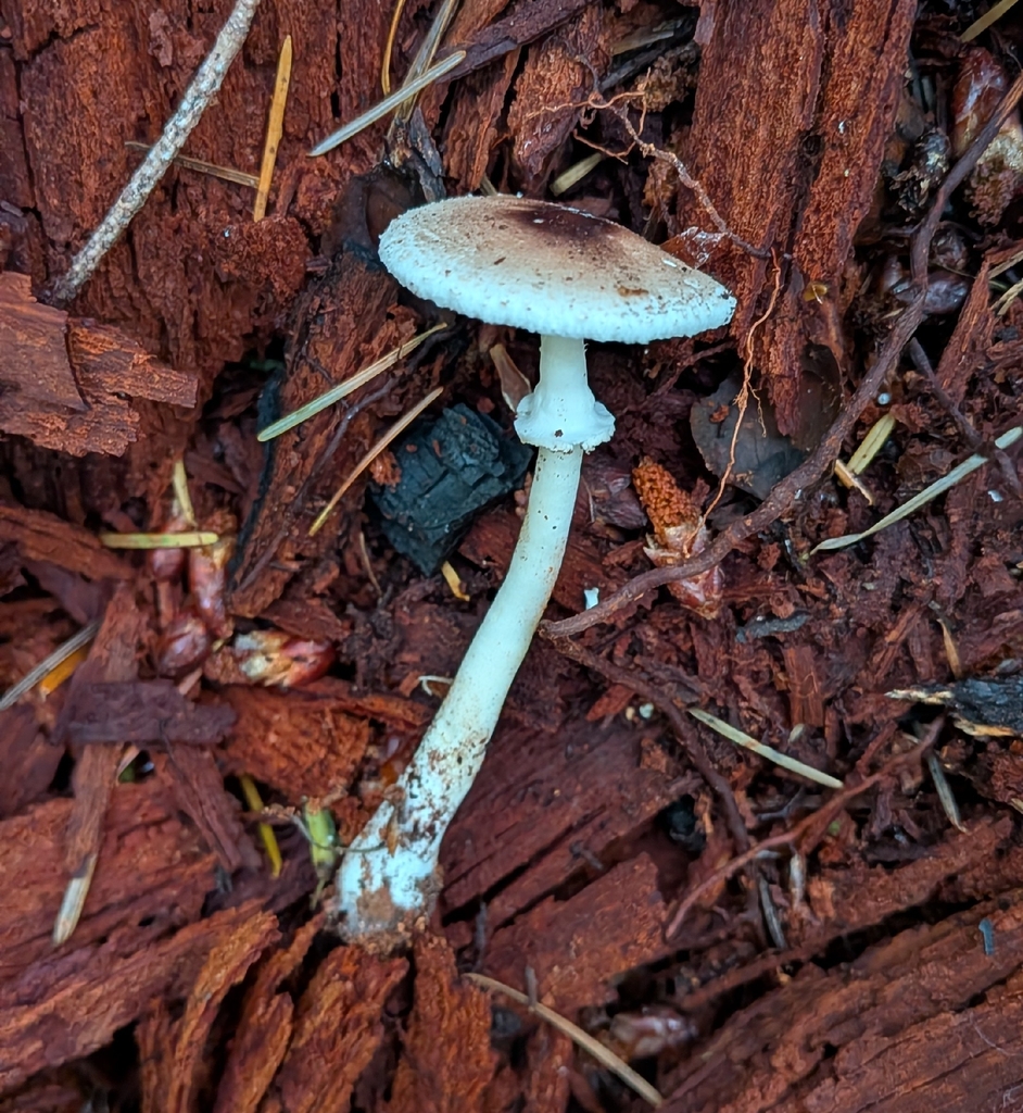 Leucoagaricus rubrotinctoides · September 2026 · photo: Photo: (c) Sharon Squazzo, some rights reserved (CC BY) · iNaturalist