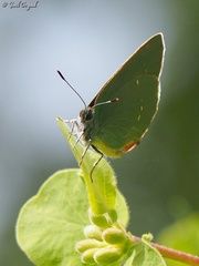 Callophrys herculeana