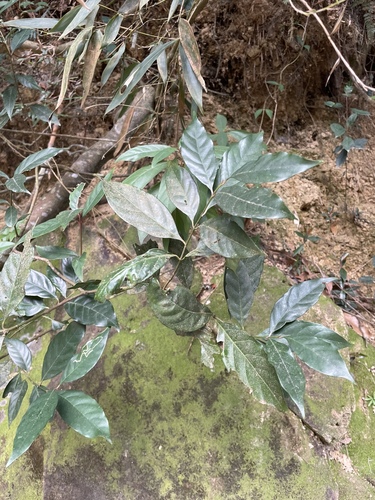 Aidia cochinchinensis observed 2026-09-26