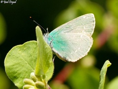 Callophrys herculeana
