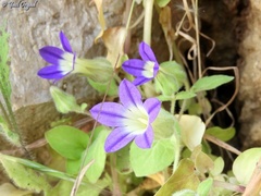 Campanula camptoclada