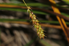 Carex vesicaria
