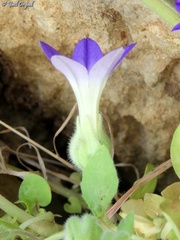 Campanula camptoclada