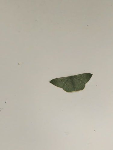 Pelagodes antiquadraria
