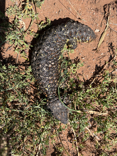 Shingleback