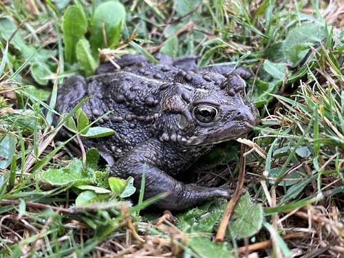Western Toad