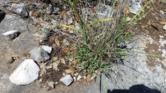 Galphimia angustifolia