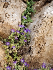 Campanula camptoclada