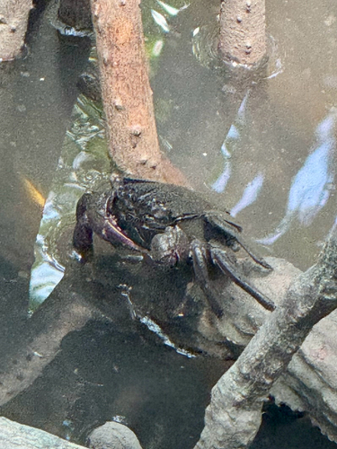 Thai Vinegar Crab