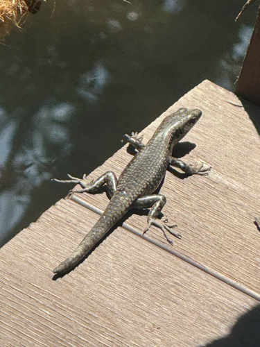 Littoral Whiptail-skink