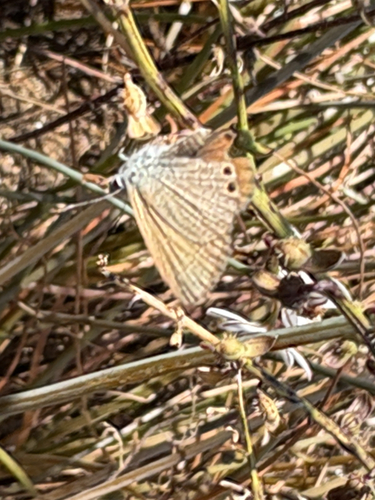 Double-spotted Line Blue