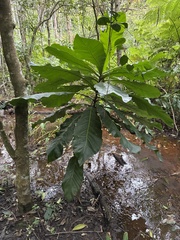 Anthocleista grandiflora