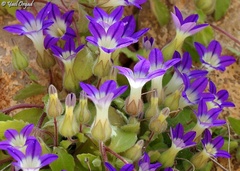 Campanula camptoclada