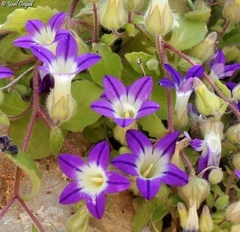 Campanula camptoclada