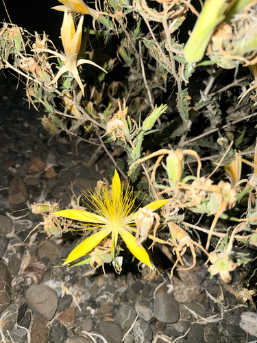 Giant Blazingstar