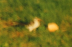 Tockus erythrorhynchus