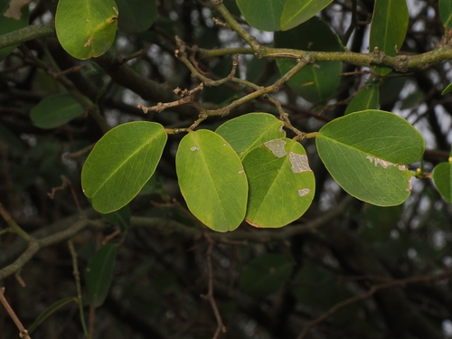 Cynophalla retusa observed 2026-09-24