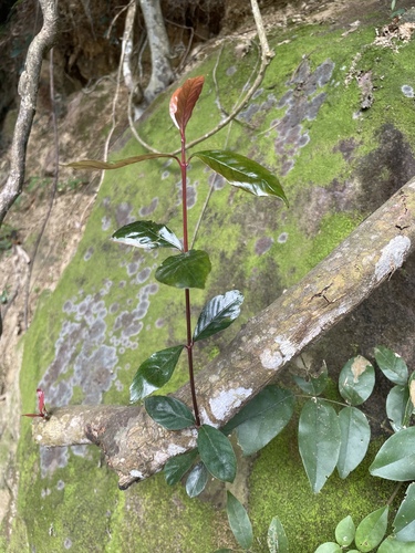 Aidia cochinchinensis observed 2026-09-26