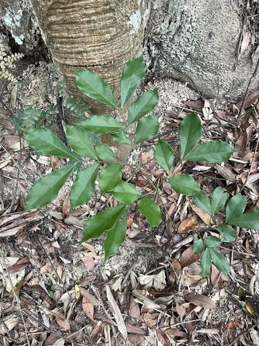 Archidendron lucidum observed 2026-09-26