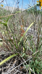 Galphimia angustifolia