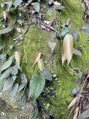 Ficus sarmentosa observed 2026-09-26