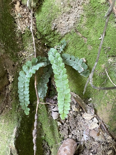 Lindsaea orbiculata observed 2026-09-26