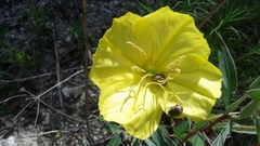 Oenothera macrocarpa