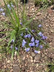Rotheca hirsuta