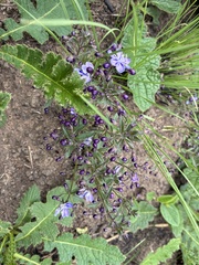 Rotheca hirsuta, photograph (c) Sunčana Bradley, some rights reserved (CC BY)