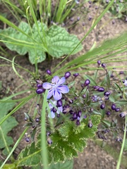 Rotheca hirsuta, photograph (c) Sunčana Bradley, some rights reserved (CC BY)