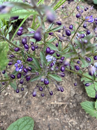 Rotheca hirsuta, photograph 4