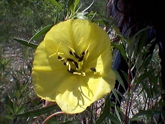 Oenothera macrocarpa