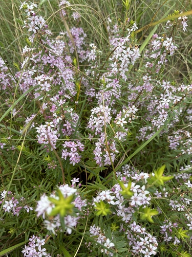 Agathosma ovata