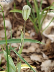 Fritillaria hermonis