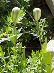 Fritillaria hermonis
