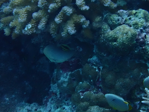 Chaetodon triangulum observed 2026-09-26