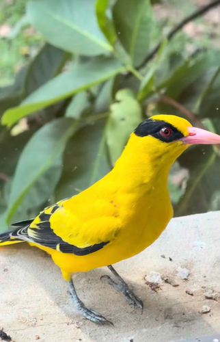 Black-naped Oriole